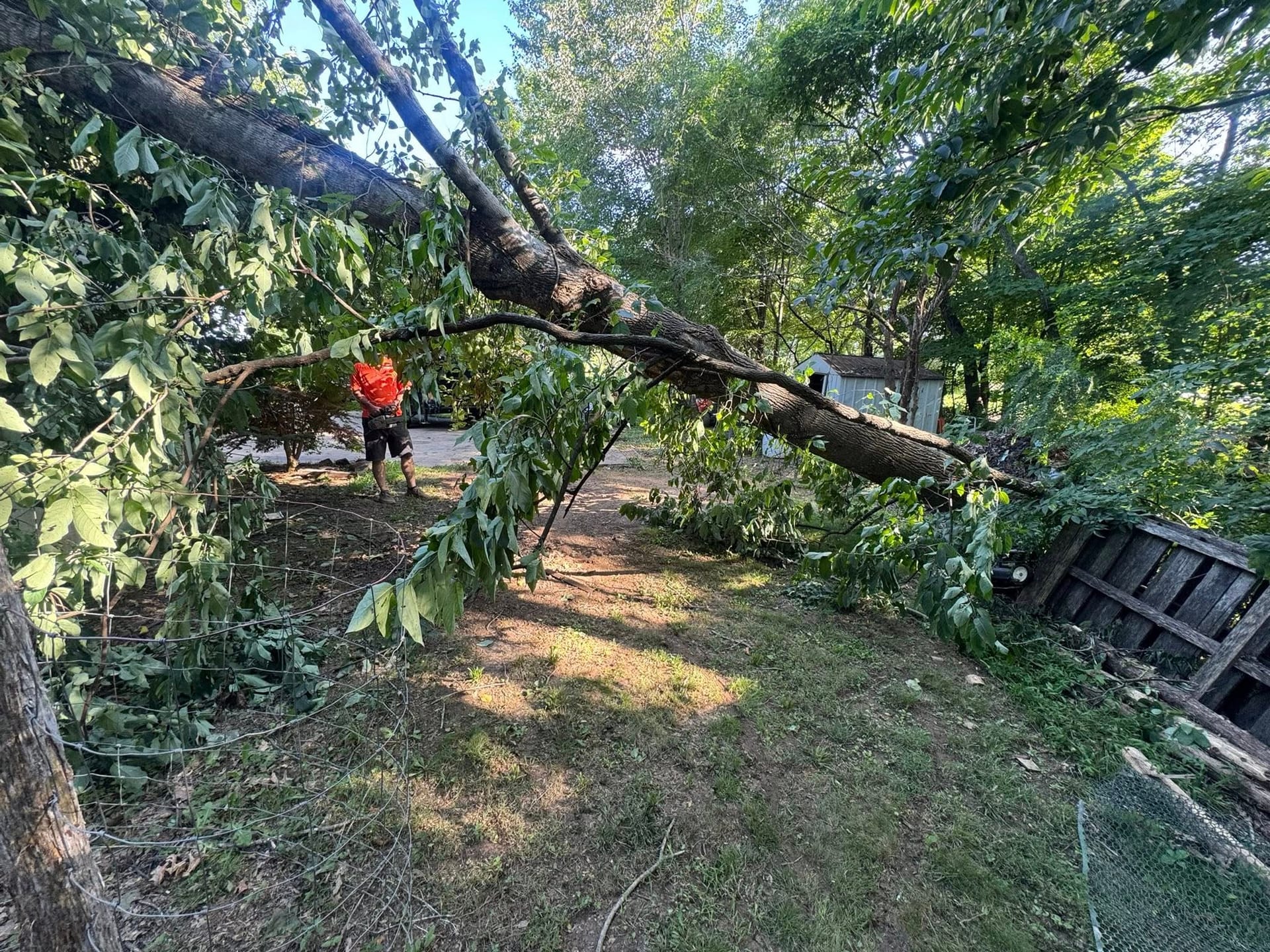 Tree removal process in Clarksville, TN