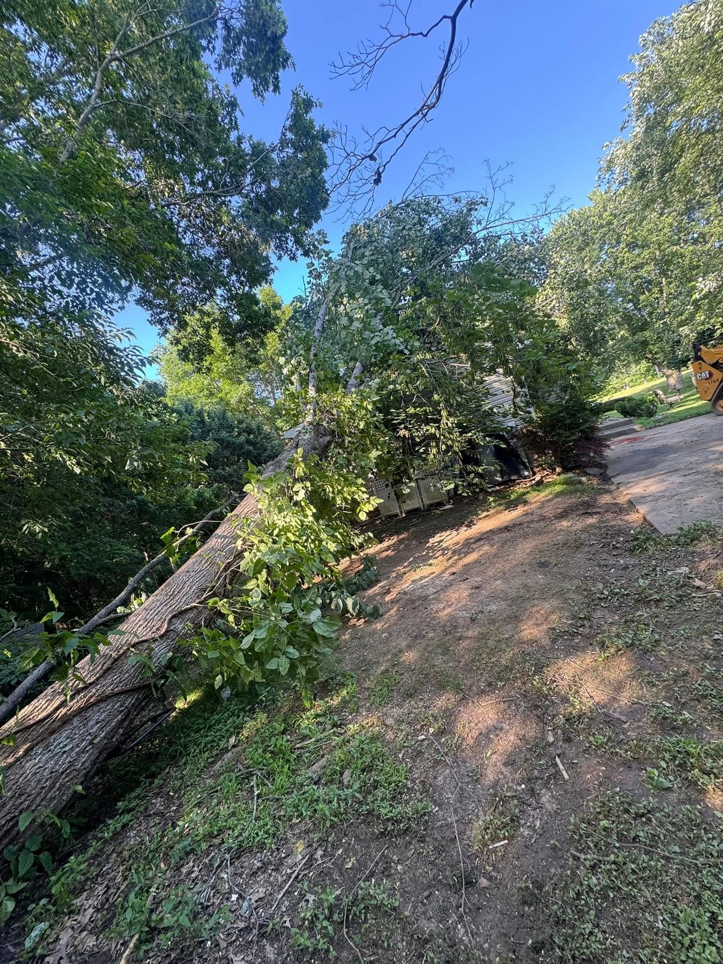 Tree cutting and processing in Clarksville, TN